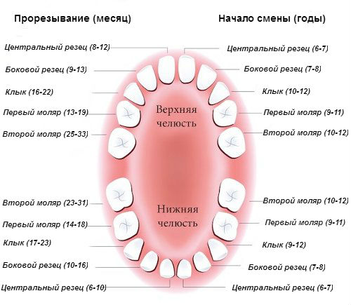 Названия зубов